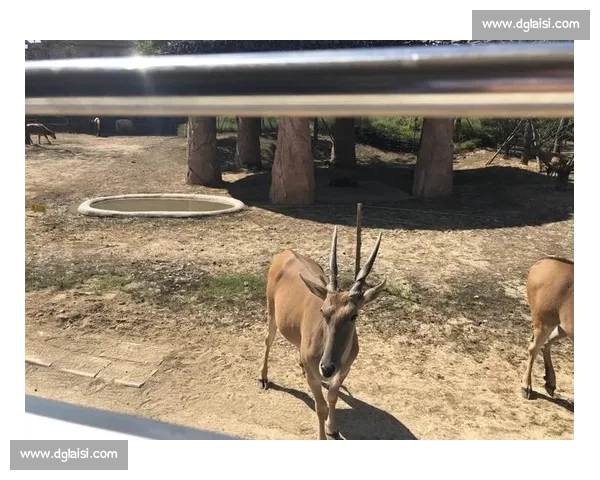 动物王国盛典选美大赛揭幕各路神兽亮相争夺最美称号