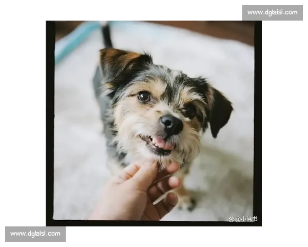 小狗为何不再参加比赛了背后的原因和影响分析